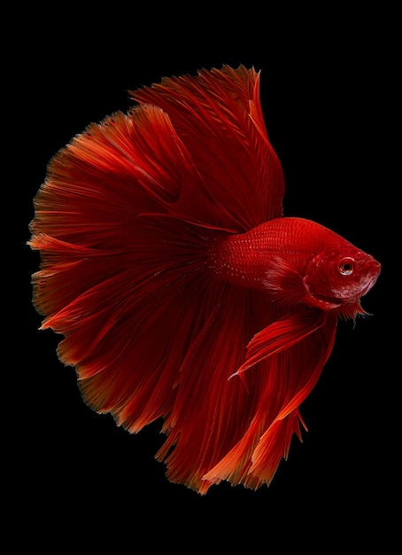 黒い背景に対する魚のクローズアップ
