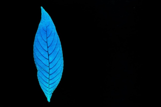 Photo close-up of fish against black background