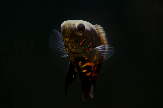 Close-up of fish against black background