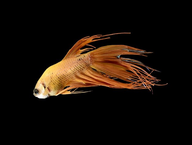 Photo close-up of fish against black background