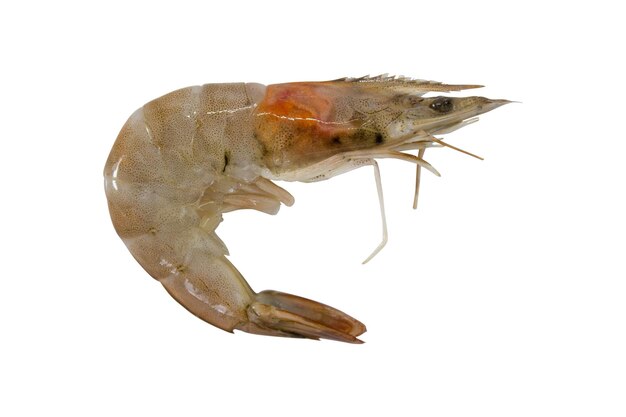 Photo close-up of fish against white background