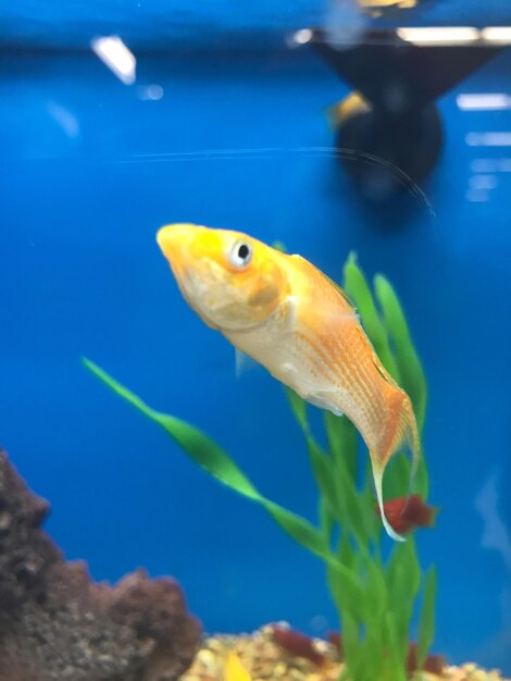 Close-up of fish in aquarium