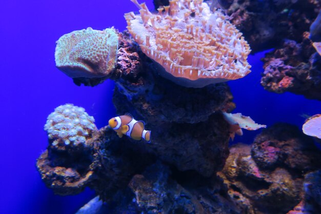 Close-up of fish in aquarium