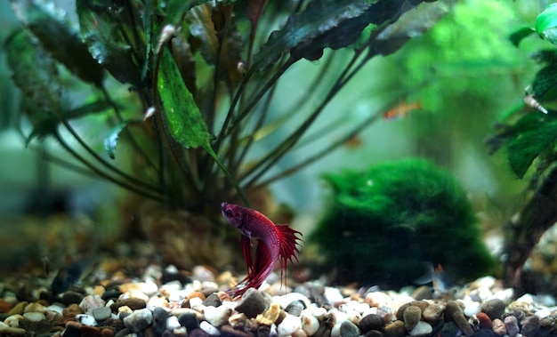 Close-up of fish in aquarium