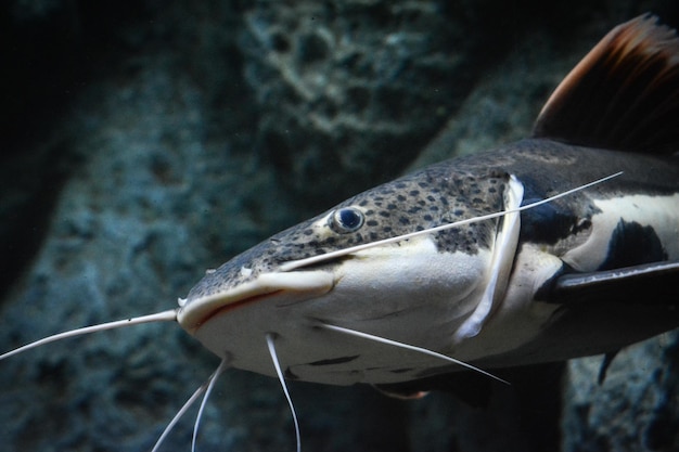 Foto prossimo piano dei pesci in acquario