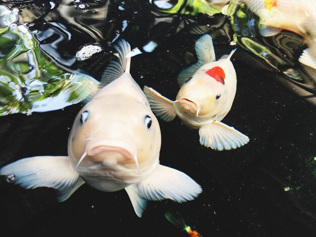 水族館の魚のクローズアップ