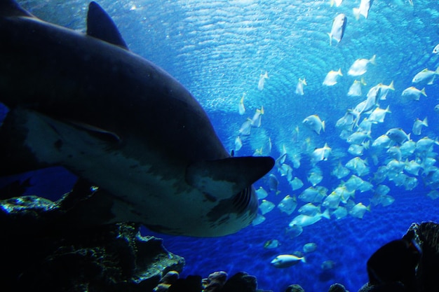 Foto prossimo piano dei pesci in acquario