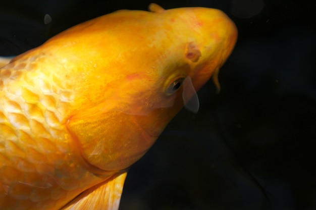 水族館の魚のクローズアップ