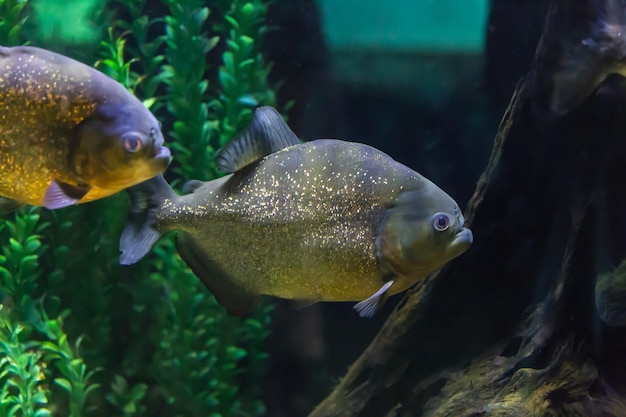 Foto prossimo piano dei pesci in acquario