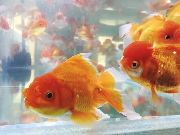 Close-up of fish in aquarium