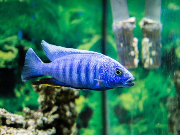 Foto prossimo piano dei pesci in acquario