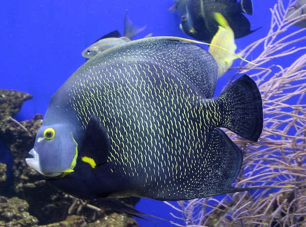 Close-up of fish in aquarium