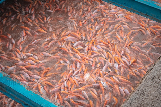 魚の養殖場の魚のクローズアップ