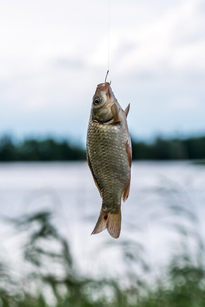 Foto prossimo piano di un pesce appeso