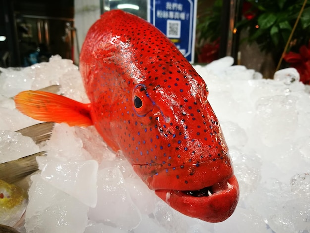 Close-up of fish in ice for sale