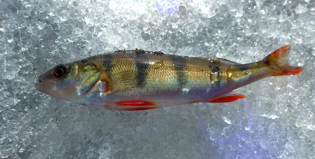 Close-up of fish on ice