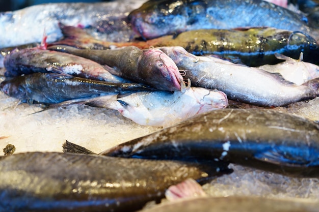 Крупный план рыбы на рынке морепродуктов Джесси Тейлор
