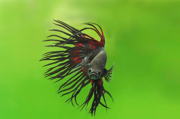 Photo close-up fish king crowntail