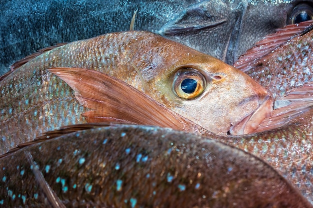 Photo close-up of fish in market stall