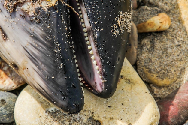 Photo close-up of fish on rock at sea shore