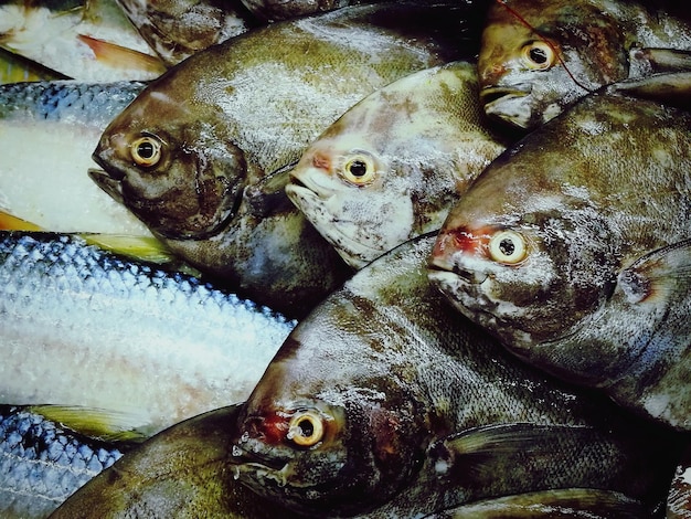 Foto close-up di pesci per la vendita sul mercato