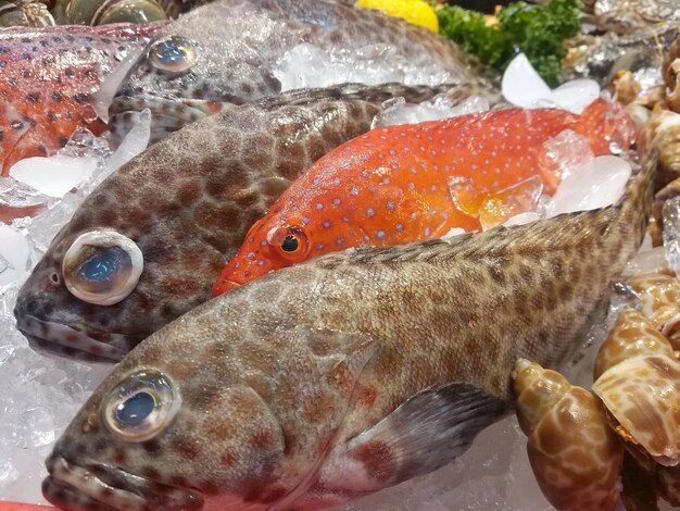 Foto prossimo piano del pesce destinato alla vendita sul mercato