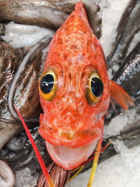 Foto close-up di pesce per la vendita al mercato