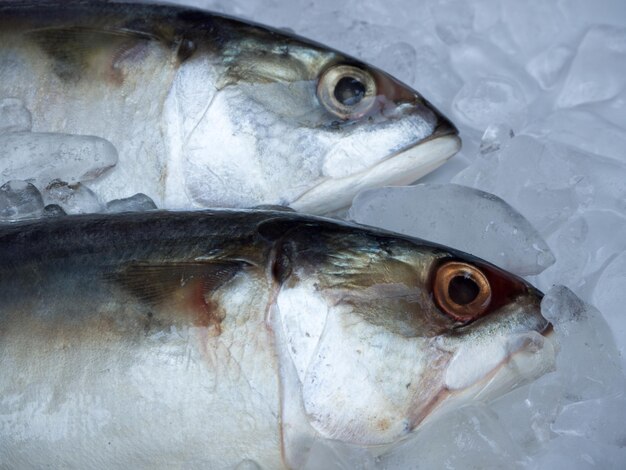 Close-up of fish for sale in market