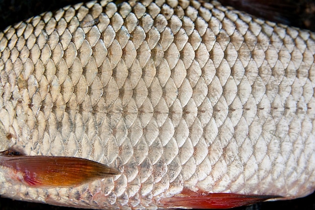 Foto prossimo piano del pesce destinato alla vendita sul mercato