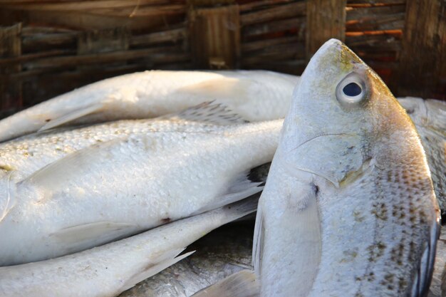 Close-up of fish for sale in market