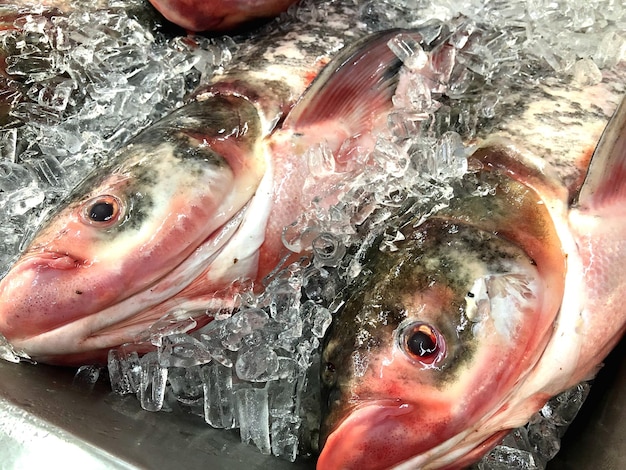 市場で販売される魚のクローズアップ