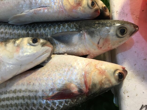 Photo close-up of fish for sale at market