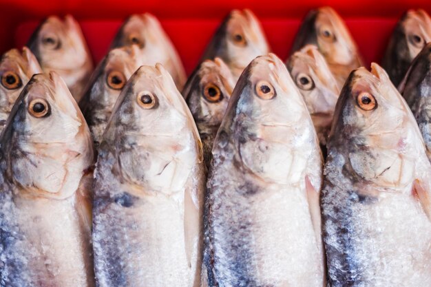 Photo close-up of fish for sale at street market