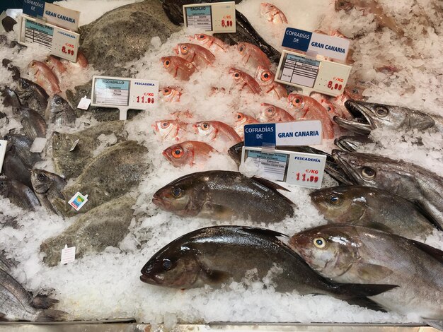 Photo close-up of fish for sale