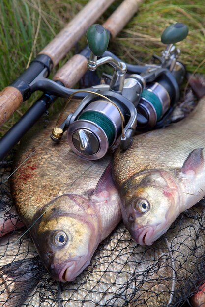 Photo close-up of fish for sale