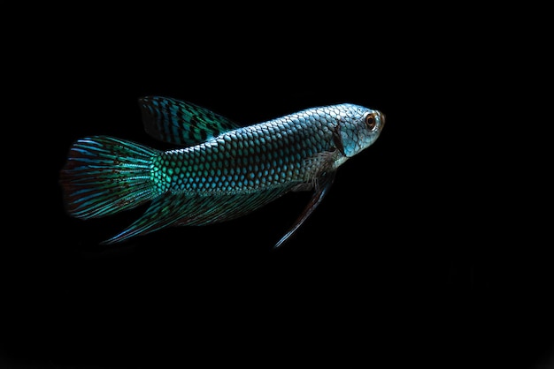 黒い背景の海中の魚のクローズアップ