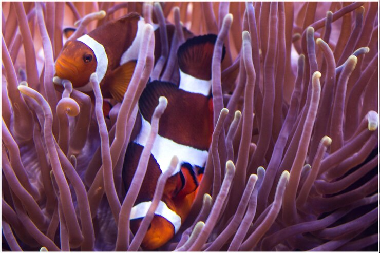 Photo 海の中の魚のクローズアップ