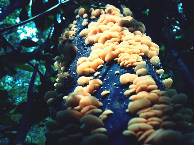 Close-up of fish in sea