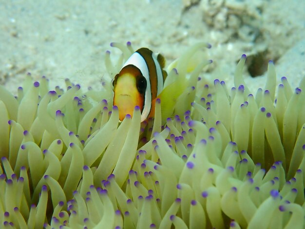 Foto prossimo piano dei pesci in mare