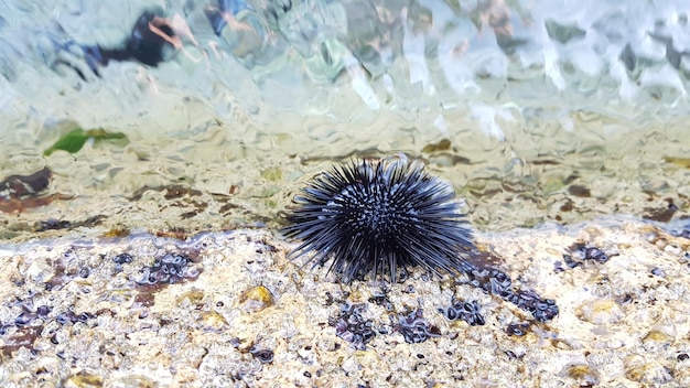 海中の魚のクローズアップ