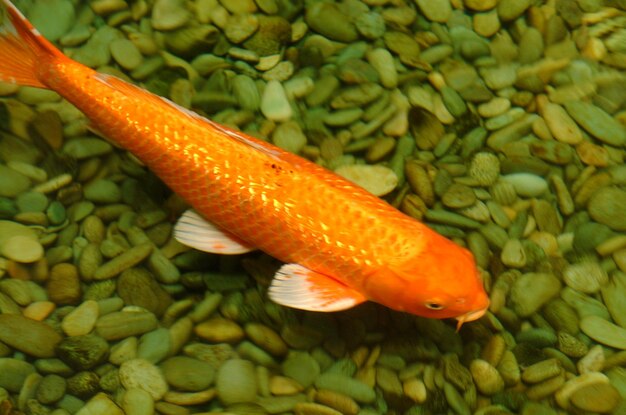 Photo close-up of fish in sea