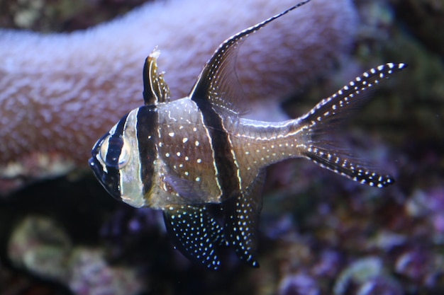 Photo close-up of fish in sea