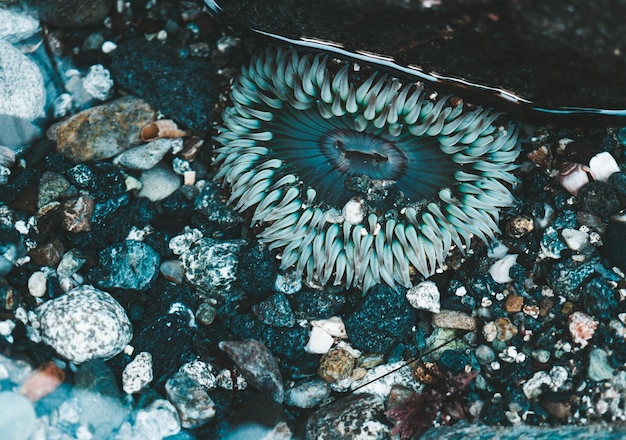 Photo close-up of fish in sea