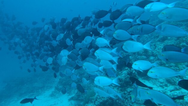 Close-up of fish in sea