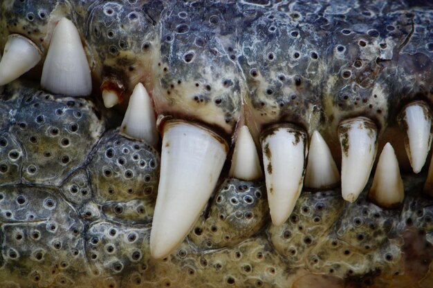 Foto prossimo piano dei pesci in mare