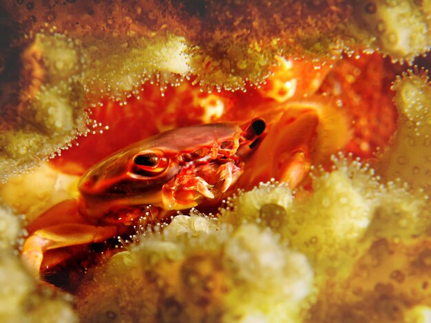 Photo close-up of fish in sea