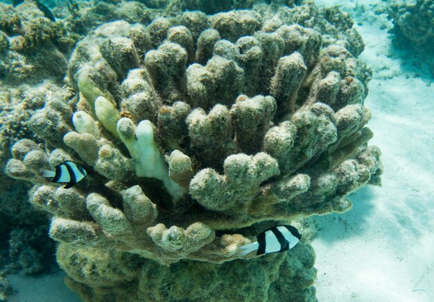 Photo close-up of fish in sea