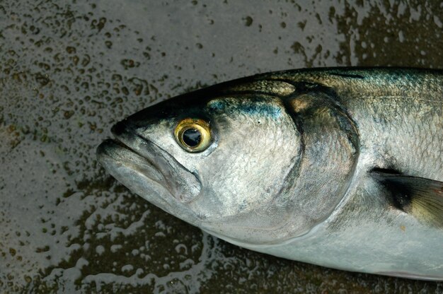 Photo close-up of fish on shore