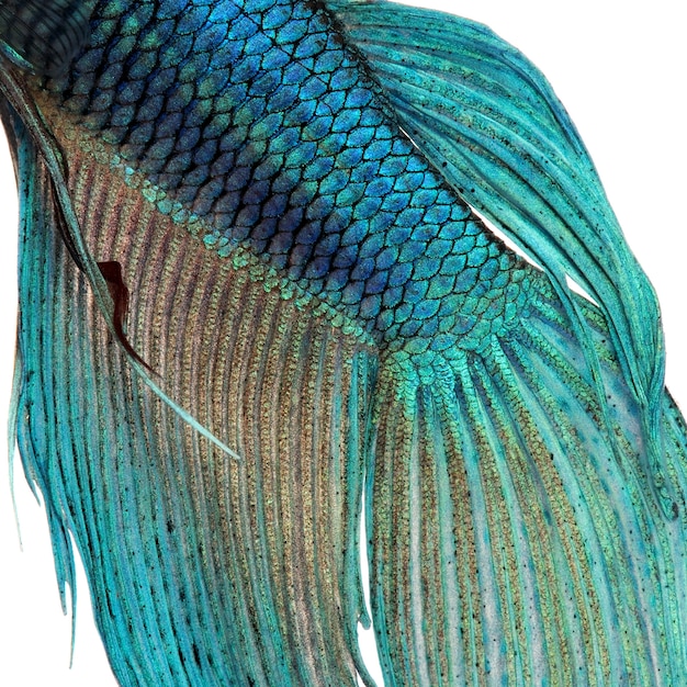 Primo piano su una pelle di pesce - pesce siamese blu di combattimento - betta splendens su un bianco isolato