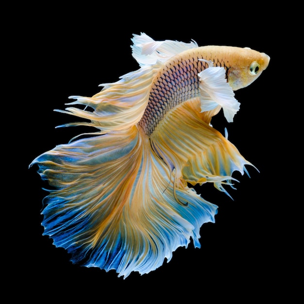 Photo close-up of fish swimming against black background